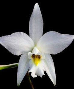 Alternative view of Laelia anceps var. alba