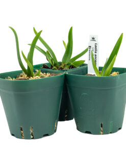 Laelia anceps var. alba - Imagen 4