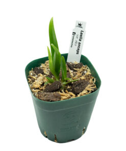 Laelia anceps var. alba - Imagen 3