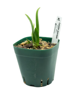 Laelia anceps var. alba
