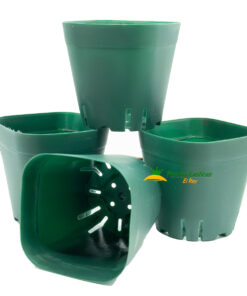 10 Maceta Cuadrada verde de 2.5" - Imagen 3