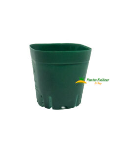 10 Maceta Cuadrada verde de 2.5"