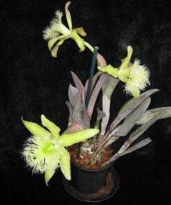 Alternative view of Rhyncholaelia digbyana