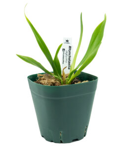 Rhyncholaelia digbyana - Imagen 3