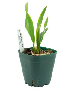 Rhyncholaelia digbyana - Imagen 4