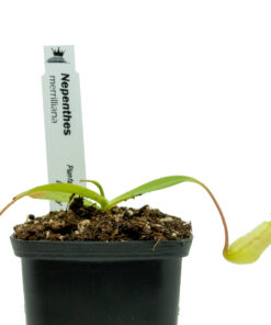 Nepenthes merrilliana - Imagen 3