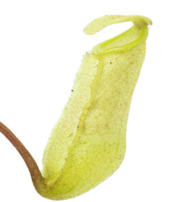 Nepenthes merrilliana