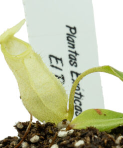 Nepenthes merrilliana - Imagen 2