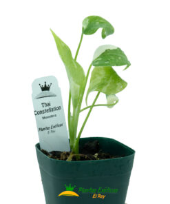 Alternative view of Monstera Thai Constellation