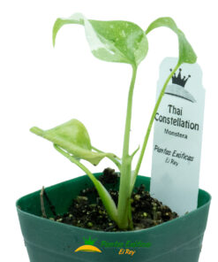 Monstera Thai Constellation