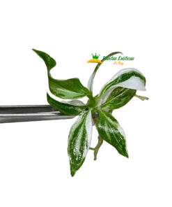 Philodendron White Wizard in vitro 5 plántulas - Imagen 3