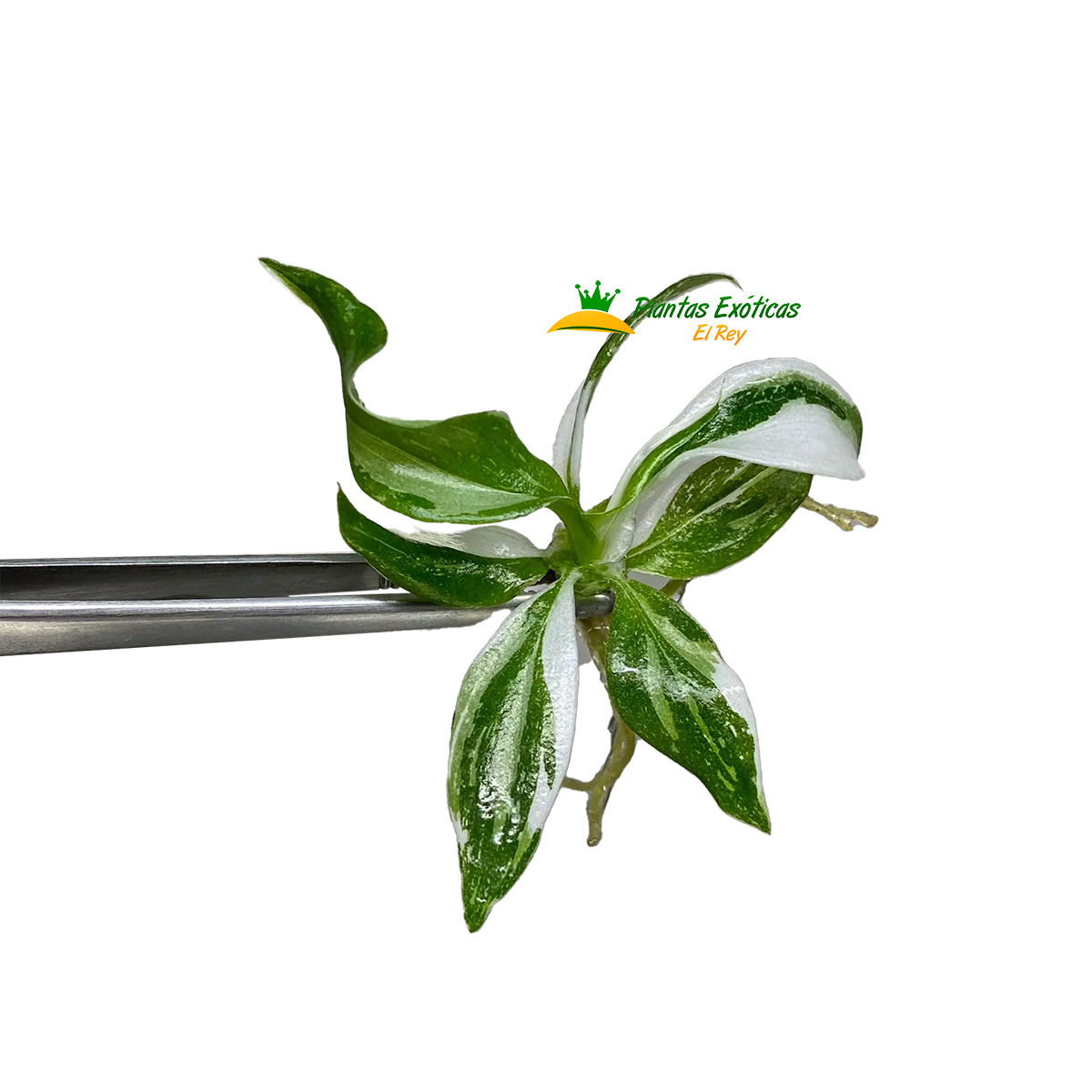 Philodendron White Wizard in vitro 5 plántulas - Imagen 3