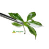 Philodendron White Wizard in vitro 5 plántulas
