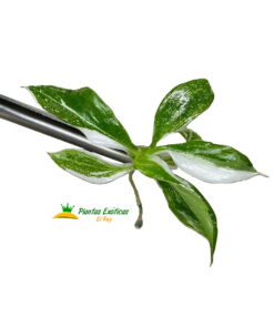 Philodendron White Wizard in vitro 5 plántulas