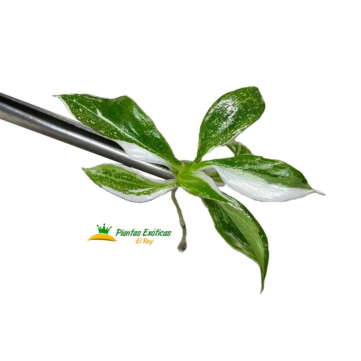 Philodendron White Wizard in vitro 5 plántulas