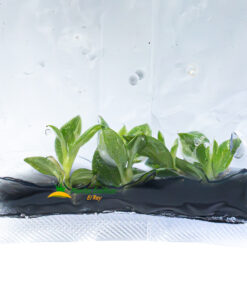 Alternative view of Philodendron White Wizard in vitro 5 plántulas