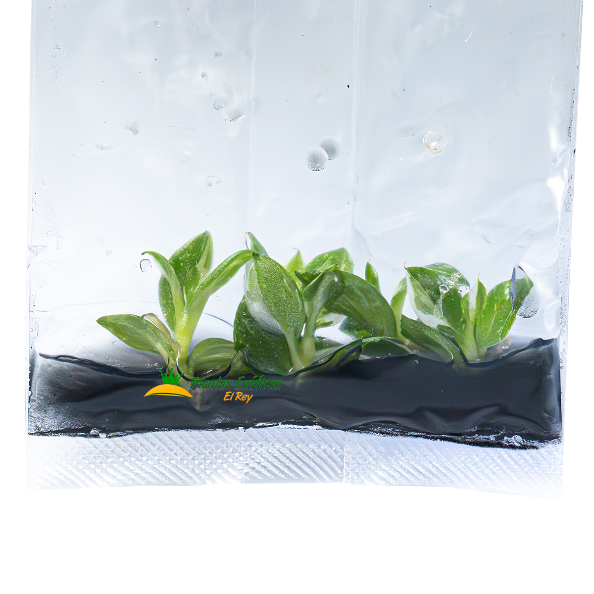 Philodendron White Wizard in vitro 5 plántulas - Imagen 2