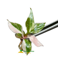 Alternative view of Philodendron Pink Princess in vitro 5 plántulas