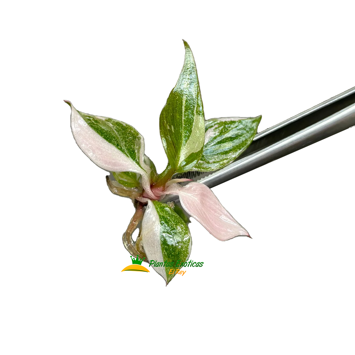 Philodendron Pink Princess in vitro 5 plántulas - Imagen 2