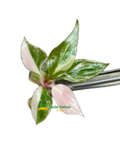 Philodendron Pink Princess in vitro 5 plántulas