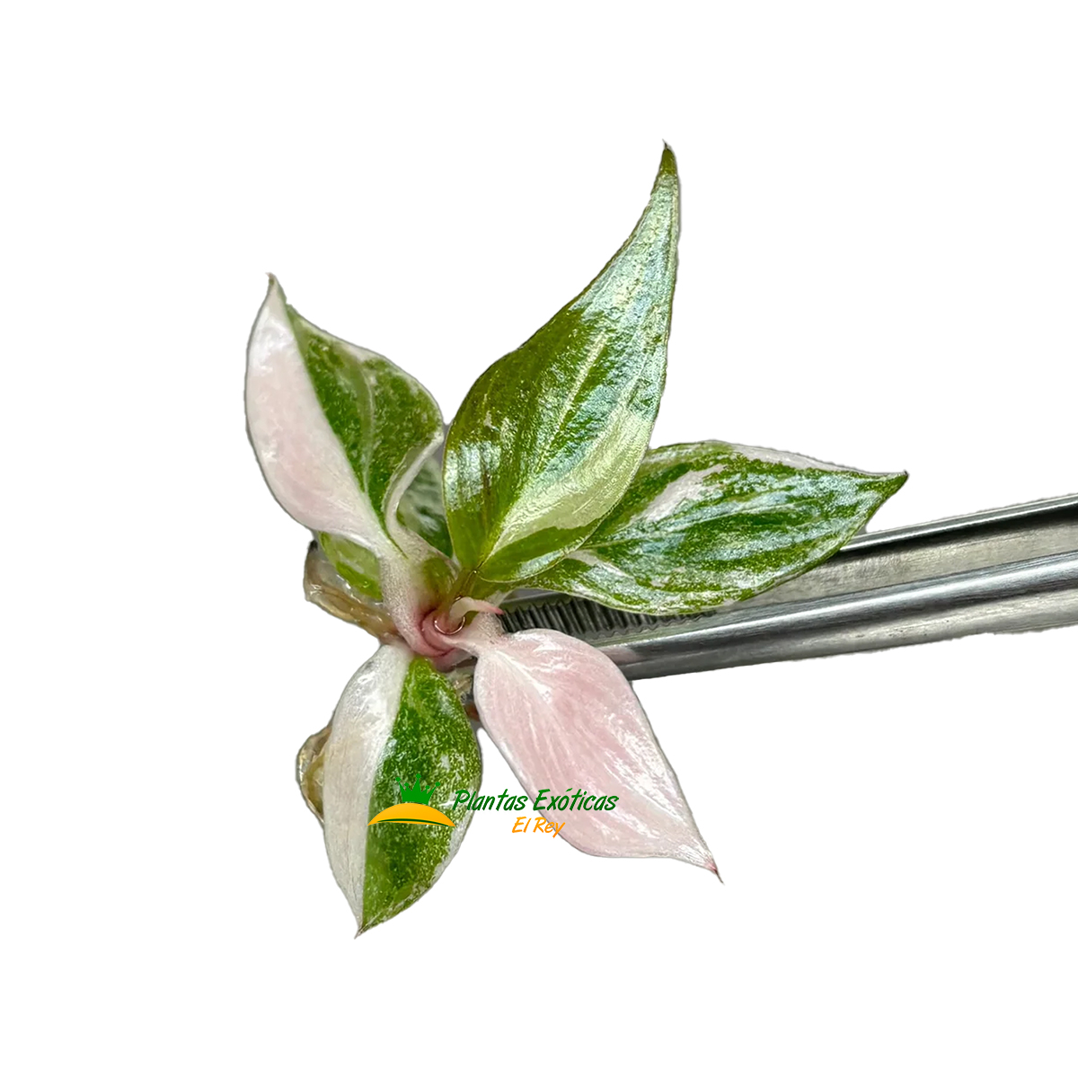 Philodendron Pink Princess in vitro 5 plántulas