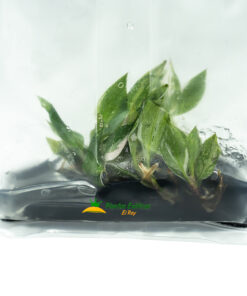 Philodendron Pink Princess in vitro 5 plántulas - Imagen 3