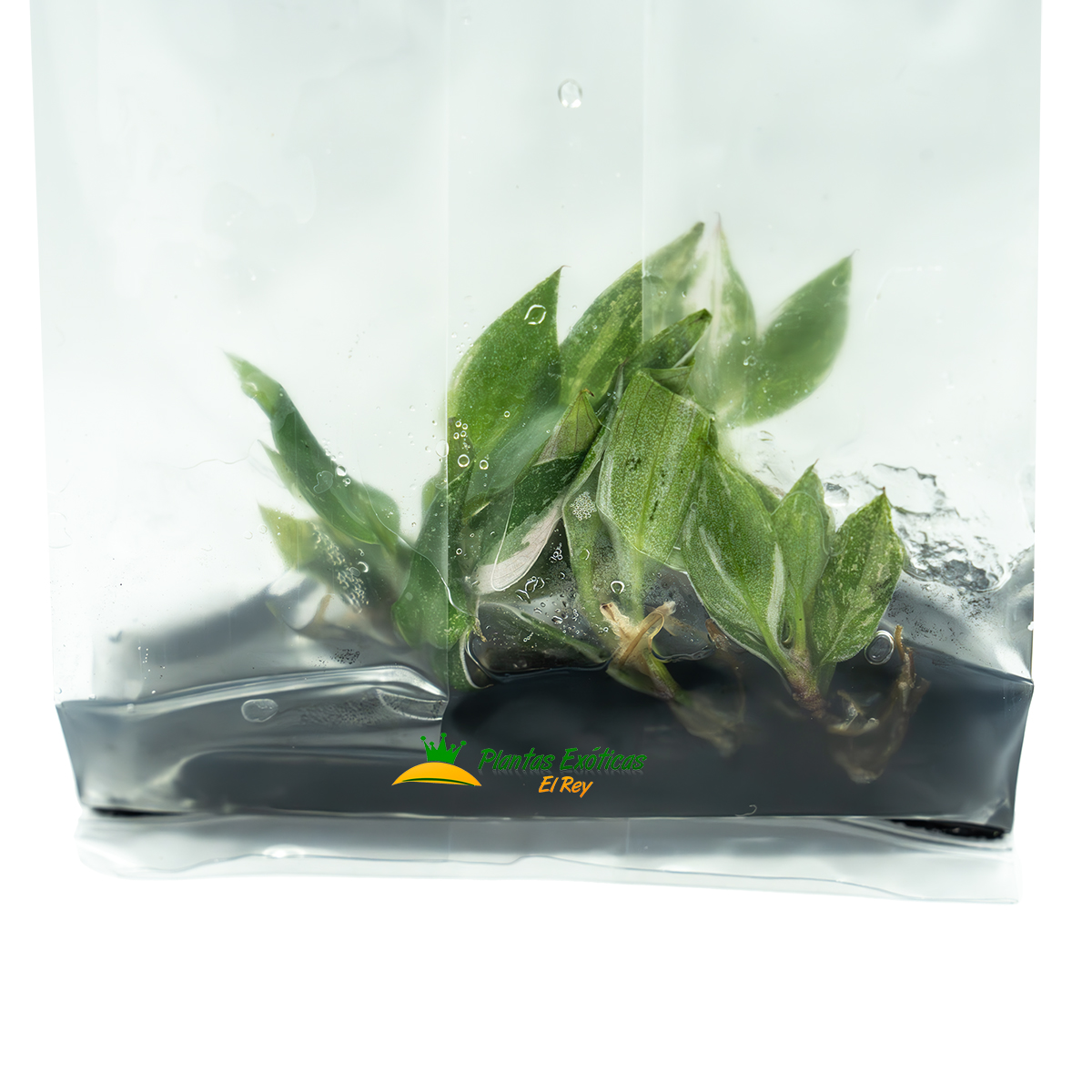 Philodendron Pink Princess in vitro 5 plántulas - Imagen 3