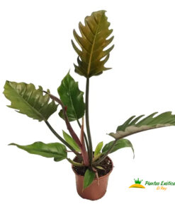 Philodendron Pluto