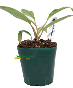 Philodendron Pluto - Imagen 3