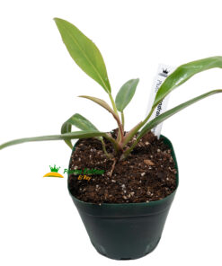 Alternative view of Philodendron Pluto
