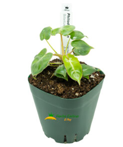 Alternative view of Philodendron billietiae