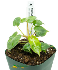 Philodendron billietiae