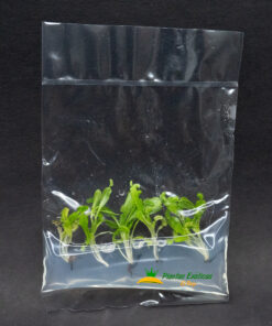 Venus Atrapamoscas in vitro 5 plantas en bolsa