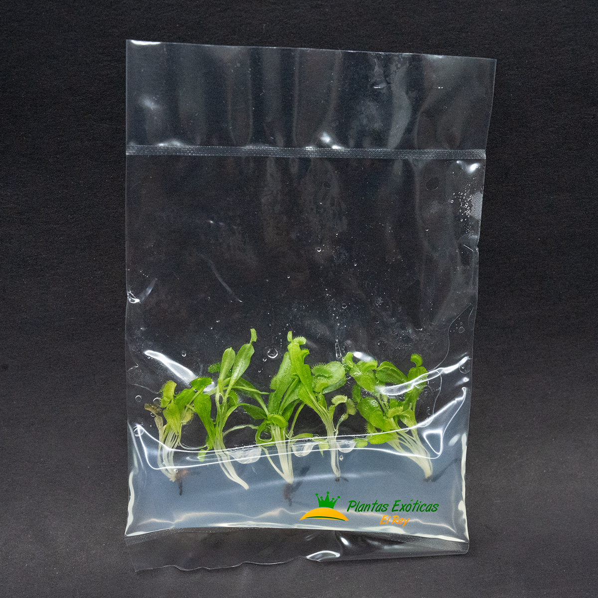 Venus Atrapamoscas in vitro 5 plantas en bolsa