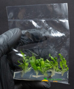 Alternative view of Venus Atrapamoscas in vitro 5 plantas en bolsa
