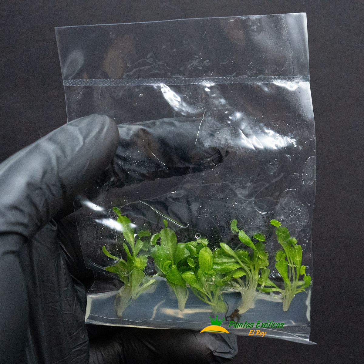 Venus Atrapamoscas in vitro 5 plantas en bolsa - Imagen 2