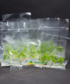 Venus Atrapamoscas in vitro 5 plantas en bolsa - Imagen 3