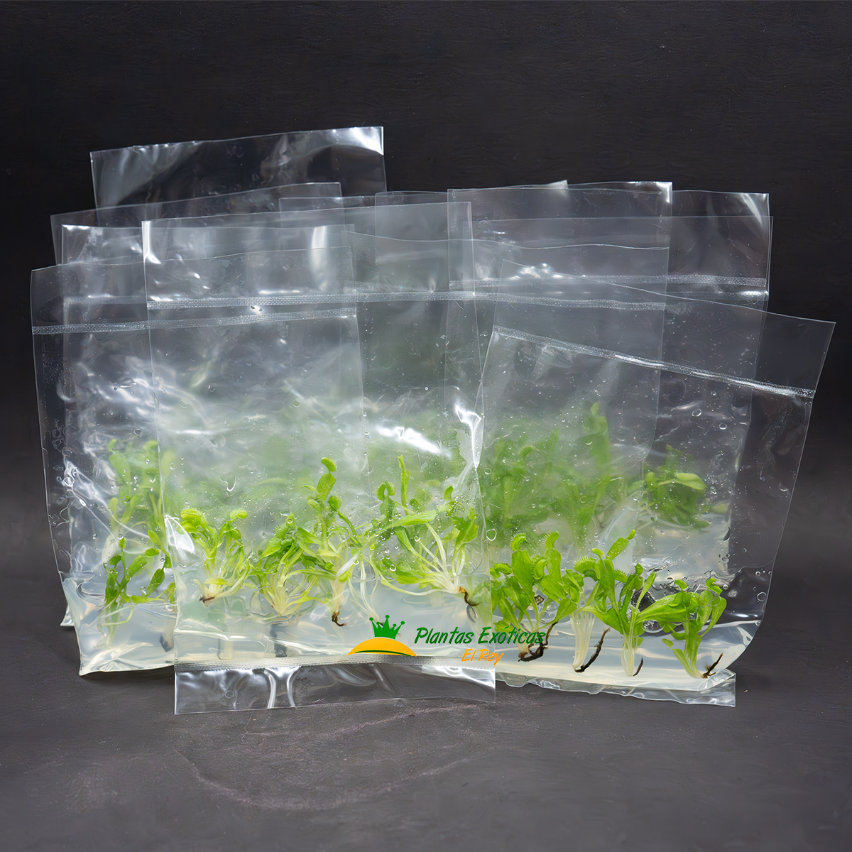 Venus Atrapamoscas in vitro 5 plantas en bolsa - Imagen 3