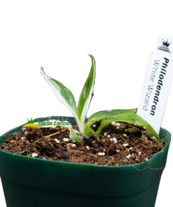 Philodendron White Wizard maceta de 2.5"