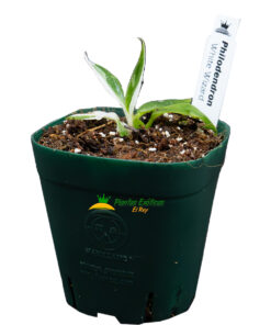 Alternative view of Philodendron White Wizard maceta de 2.5"