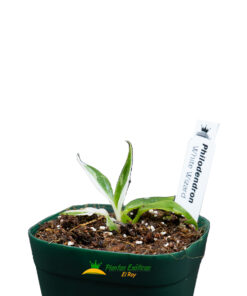 Philodendron White Wizard maceta de 2.5" - Imagen 3