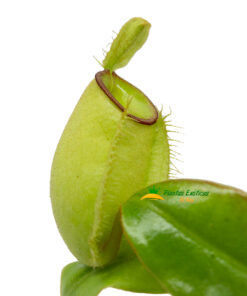 Nepenthes Ampullaria - Imagen 2