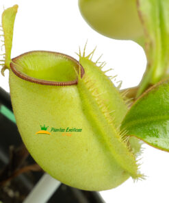 Nepenthes Ampullaria