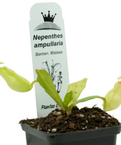 Nepenthes Ampullaria - Imagen 3