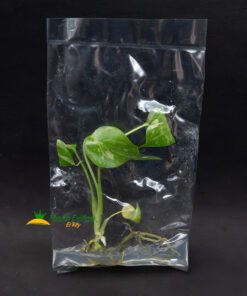 Alternative view of Monstera Thai Constellation in vitro