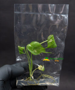 Monstera Thai Constellation in vitro