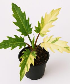 Philodendron Ring of Fire