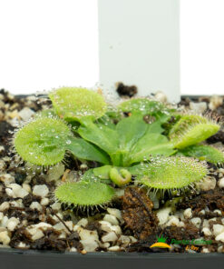 Drosera falconeri - Imagen 4