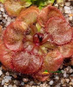 Drosera falconeri
