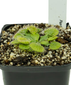 Drosera falconeri - Imagen 3